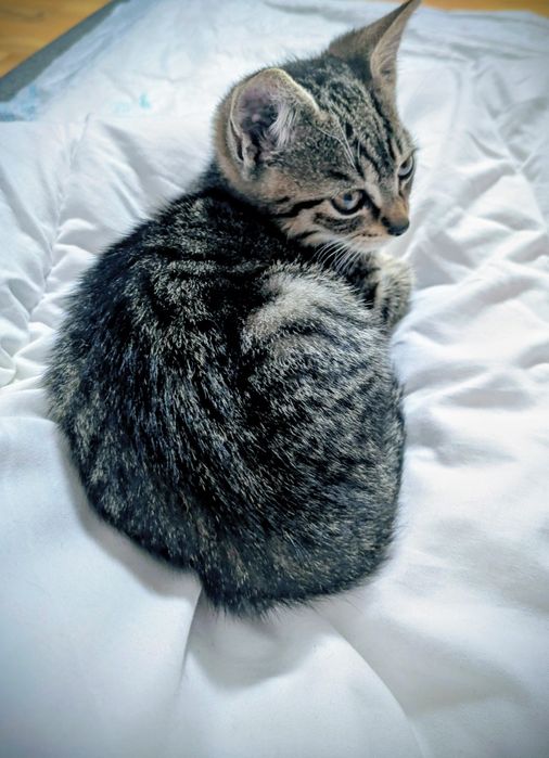 Oddam kotka w dobre ręce kotek 3miesiace