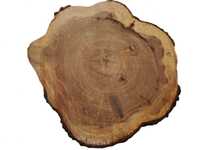 Duży Wybór Plastrów Drewna Wiąz Duże Rozmiary Drewno Tarcica