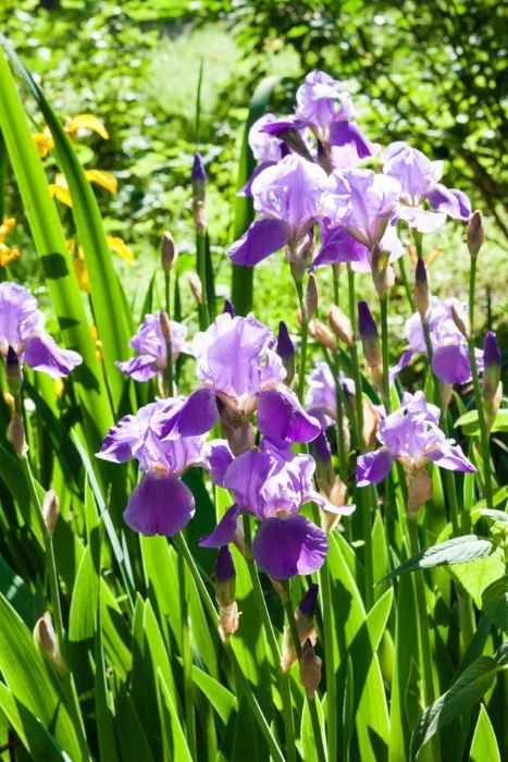 Bolbos de Primavera e Verão - Troca