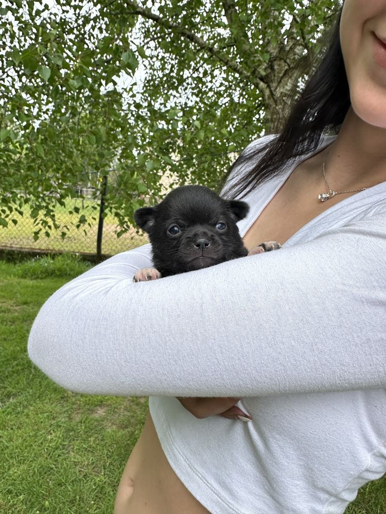 Chihuahua pies czarny