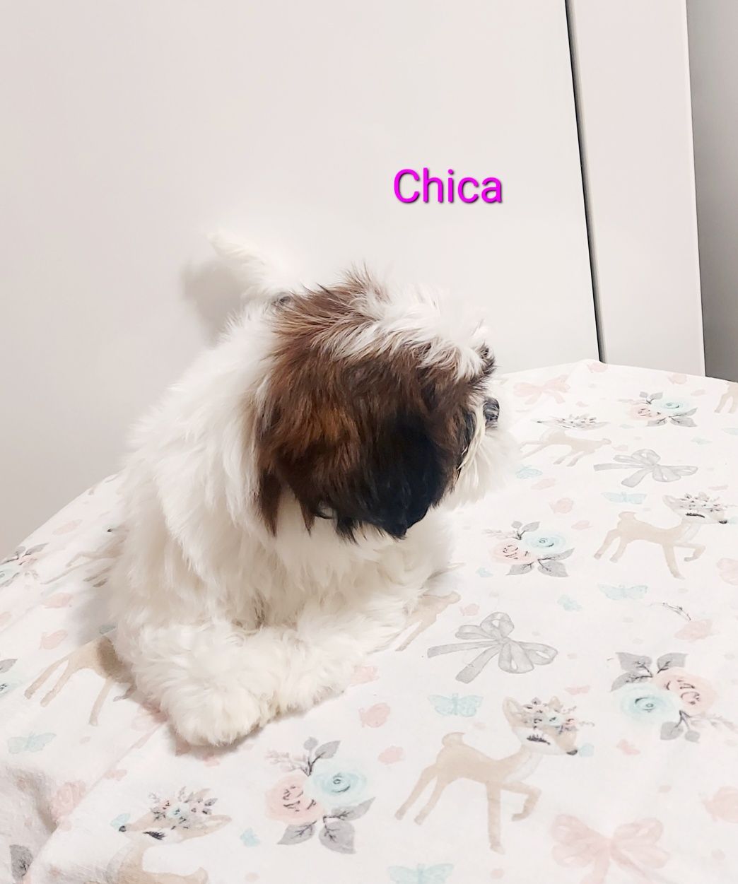 Shih-tzu tricolor