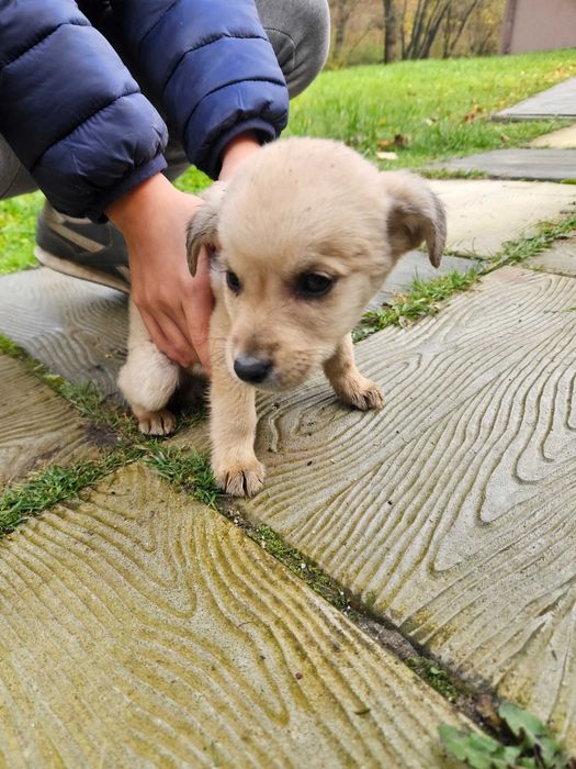 Oddam pieski za darmo