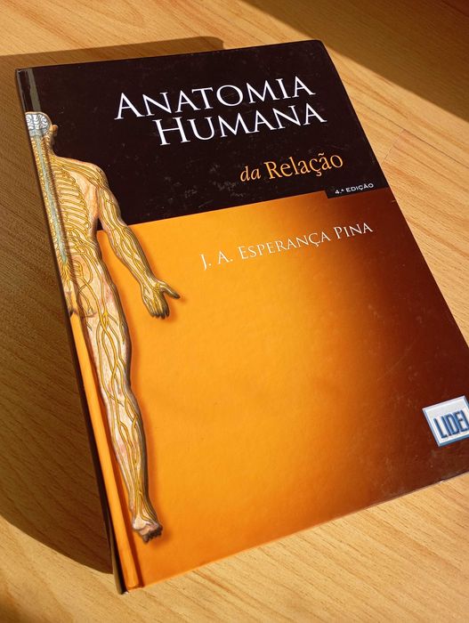 Anatomia humana da relação