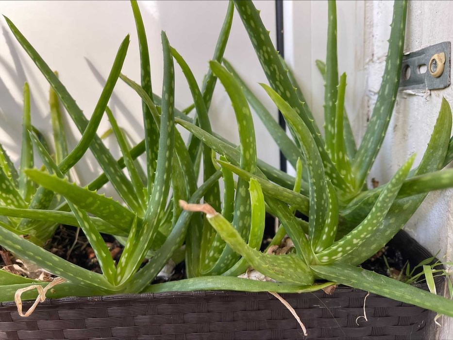 Міцні саджанці алоє та алоє віра,  15-30 см