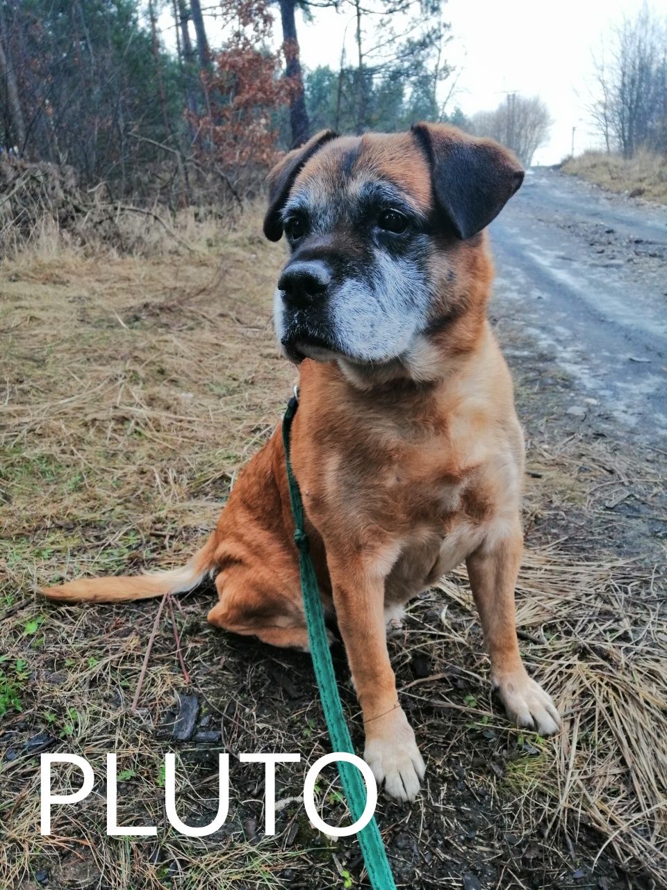 PLUTO starszy łagodny pies szuka domu