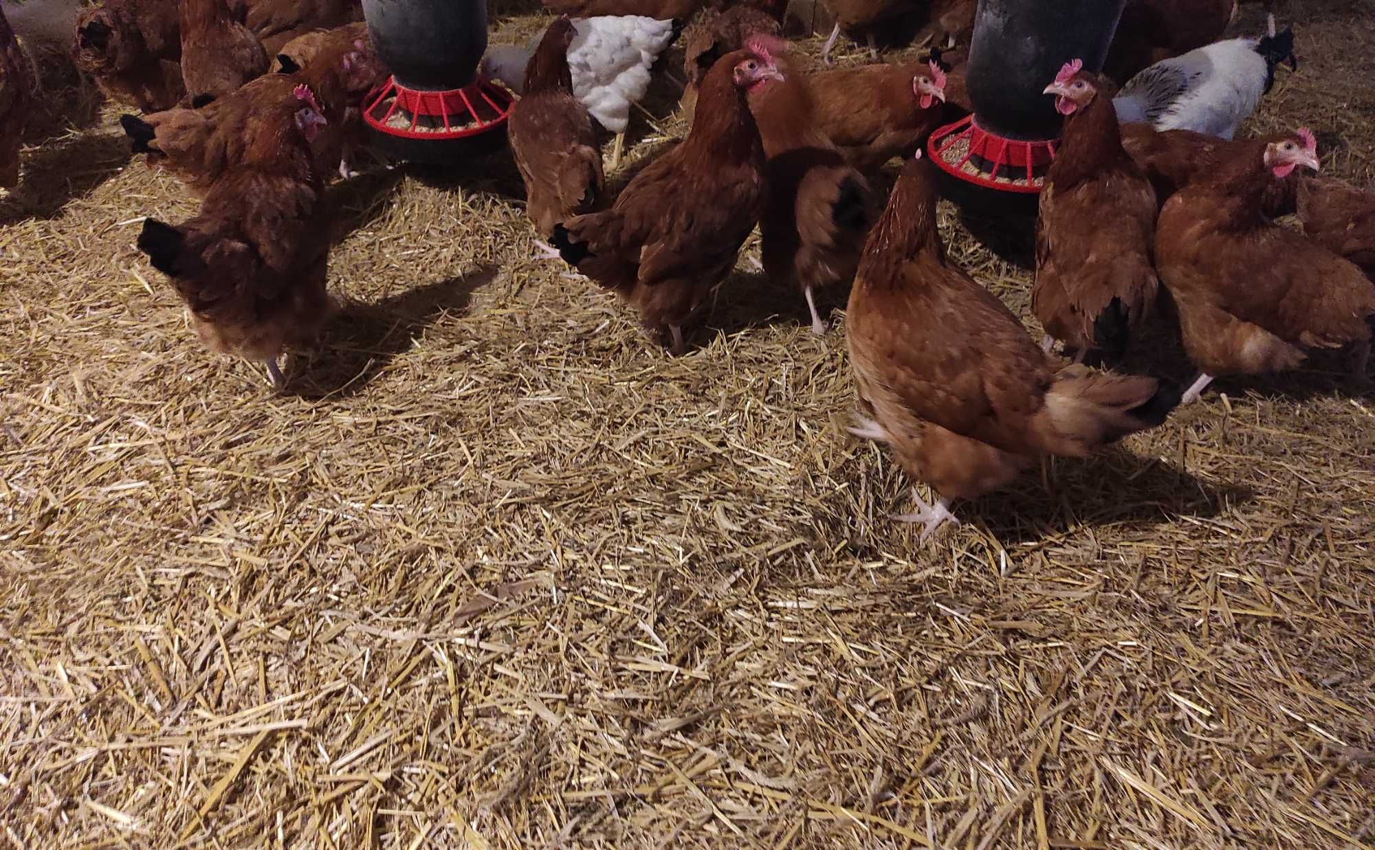 Leghorn młode kury nioski kurki Rossa kokoszki lenghorny na jajka