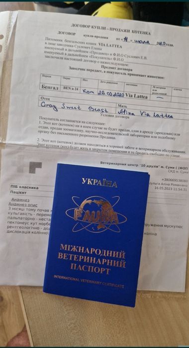 Бенгал. Бенгальский кот. Бесплатно