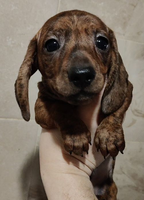 Цуценята мініатюрної такси з документами клубу