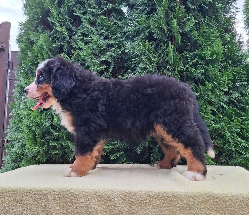 Cadelinha Boieira de Berna (Bouvier Bernois) c/ LOP