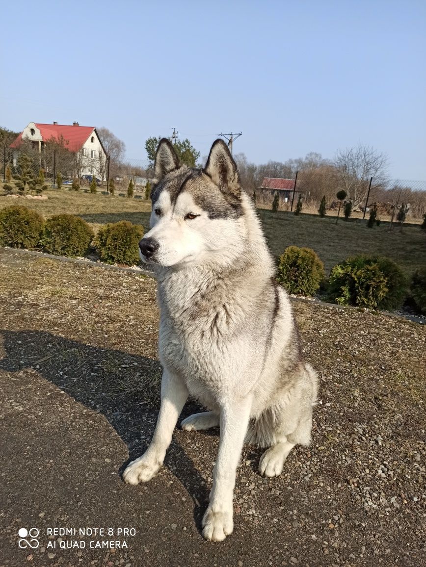 Reproduktor Husky