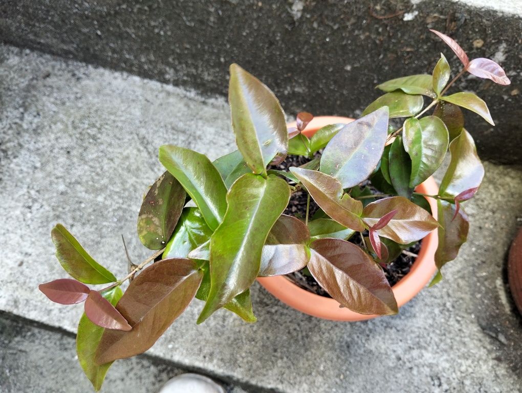 Mudas de pitanga