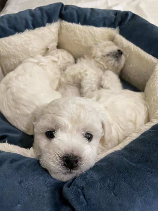 В'язка бішон фрізе