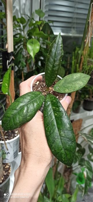 Hoya AH 1013, tanggamus, irina, elliptica, piestolepis