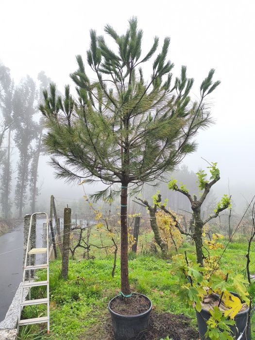 Oliveiras Galegas e outras árvores