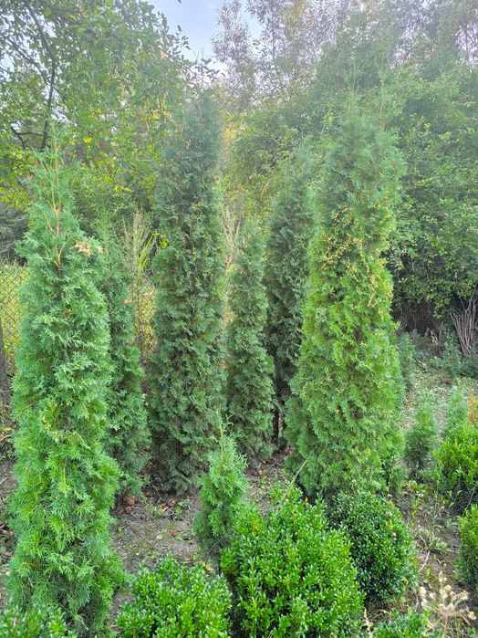 Продаю туї колоновидні 2-2,5м.