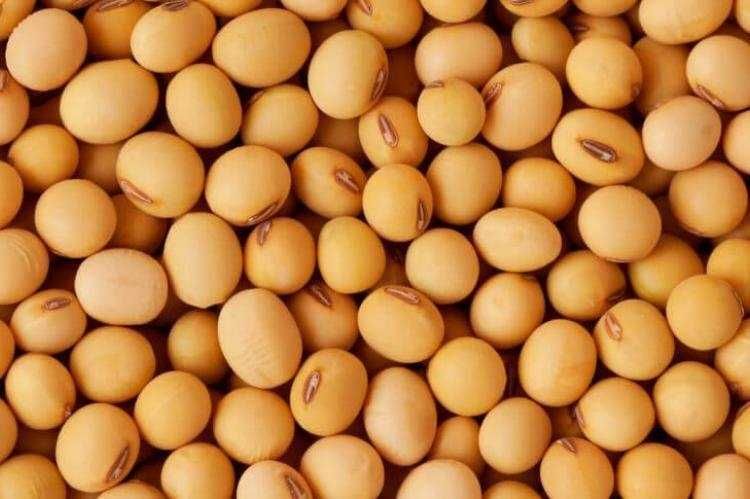 Продам  СОЮ  ГМО