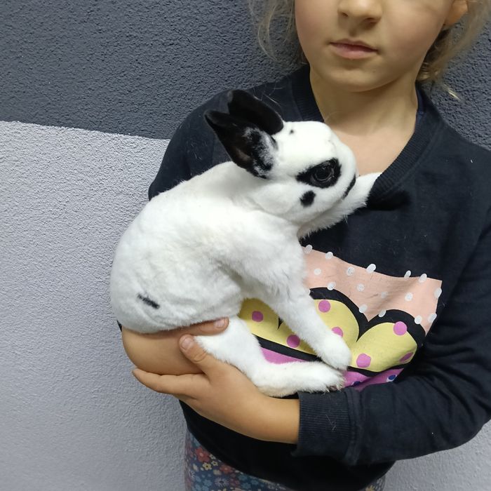 Króliczki Karzełki REX Teddy