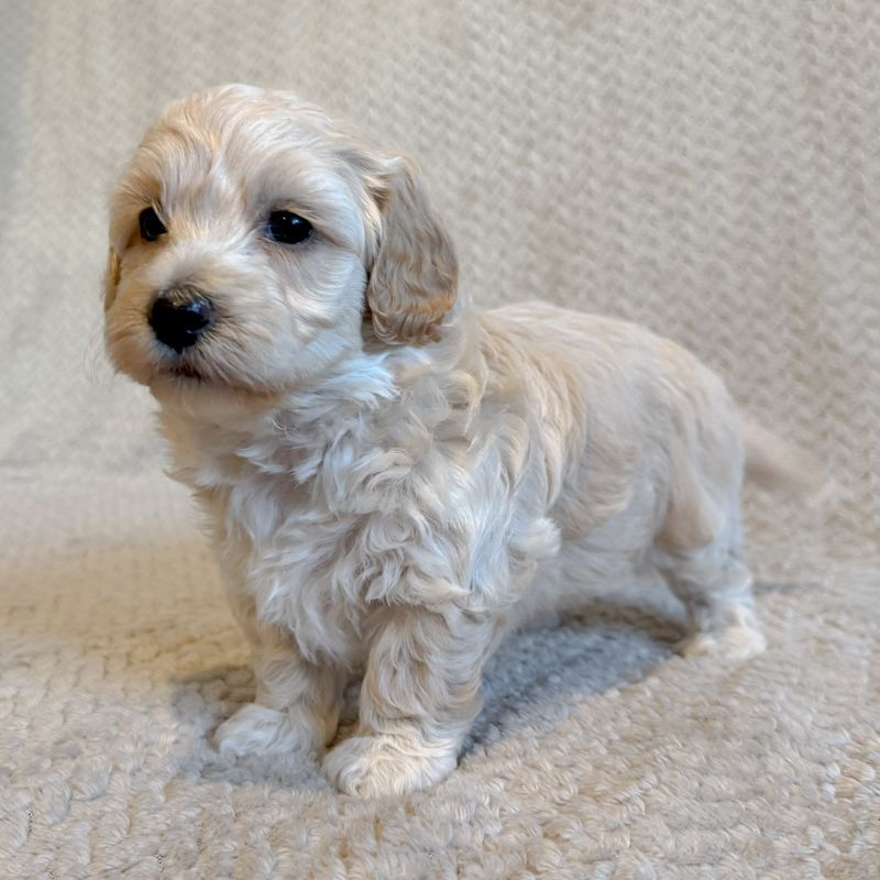 **maltipoo piesek**