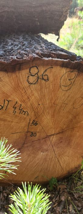 Dąb kłoda tartak kloc drewno drzewo tartaczka