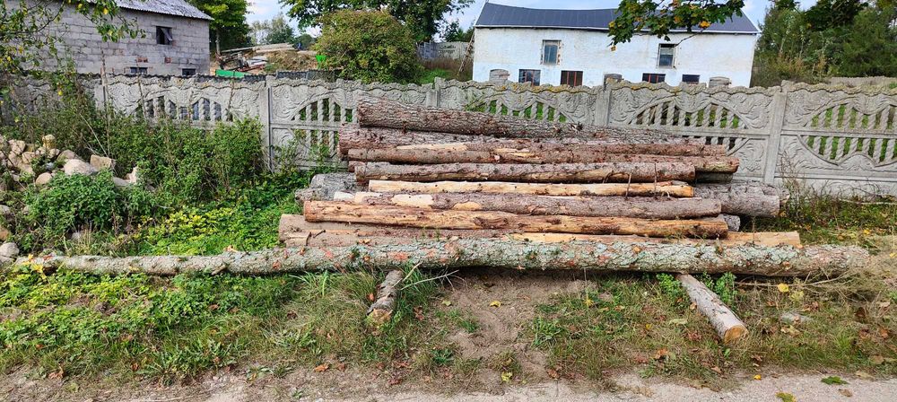 Drewno gatunek Modrzew dłużyca