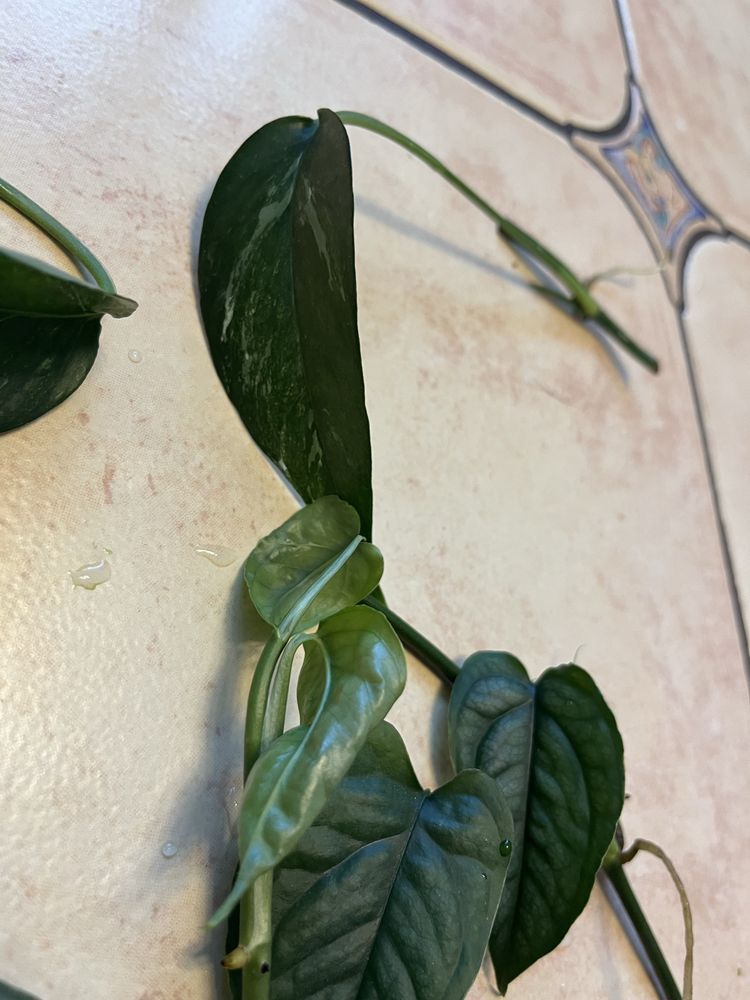 Zestaw kolekcjonerski epipremnum variegata cebu blue monstera
