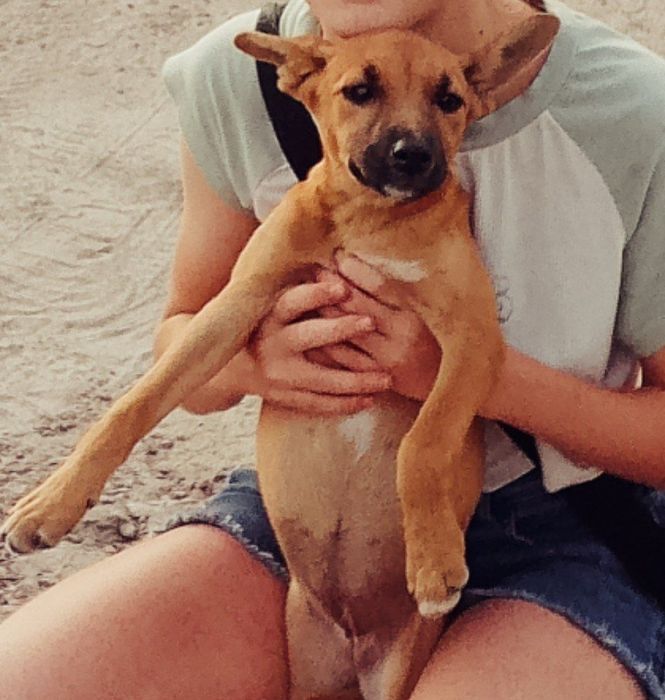 ‼️ ТЕРМІНОВО ‼️ Чарівна дівчинка шукає дім. Віддамо в добрі руки