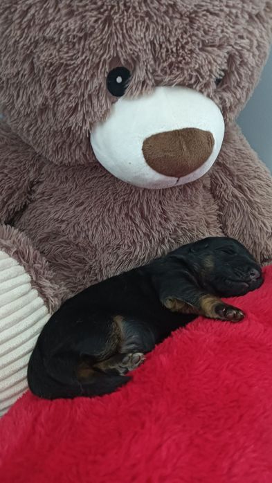 Piesek owczarka niemieckiego krótkowłosego