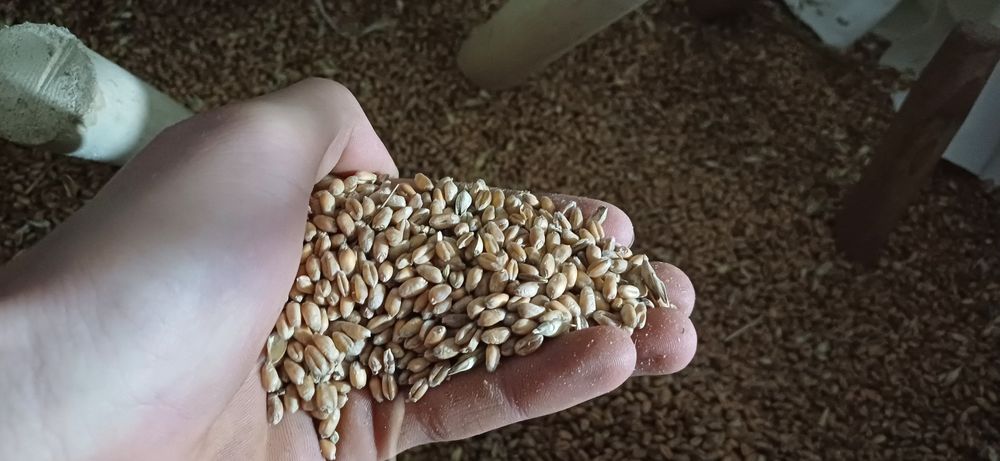 Przenica ozima Pallas rok po kwalifikacie