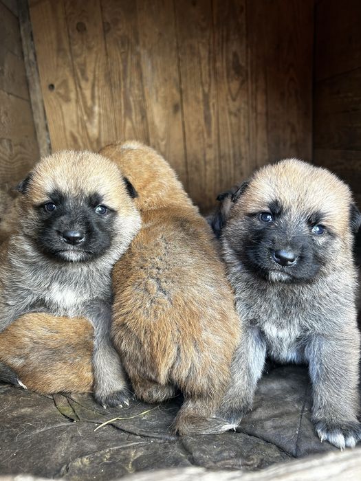 Вірний друг та охоронець,цуценята змішаної породи