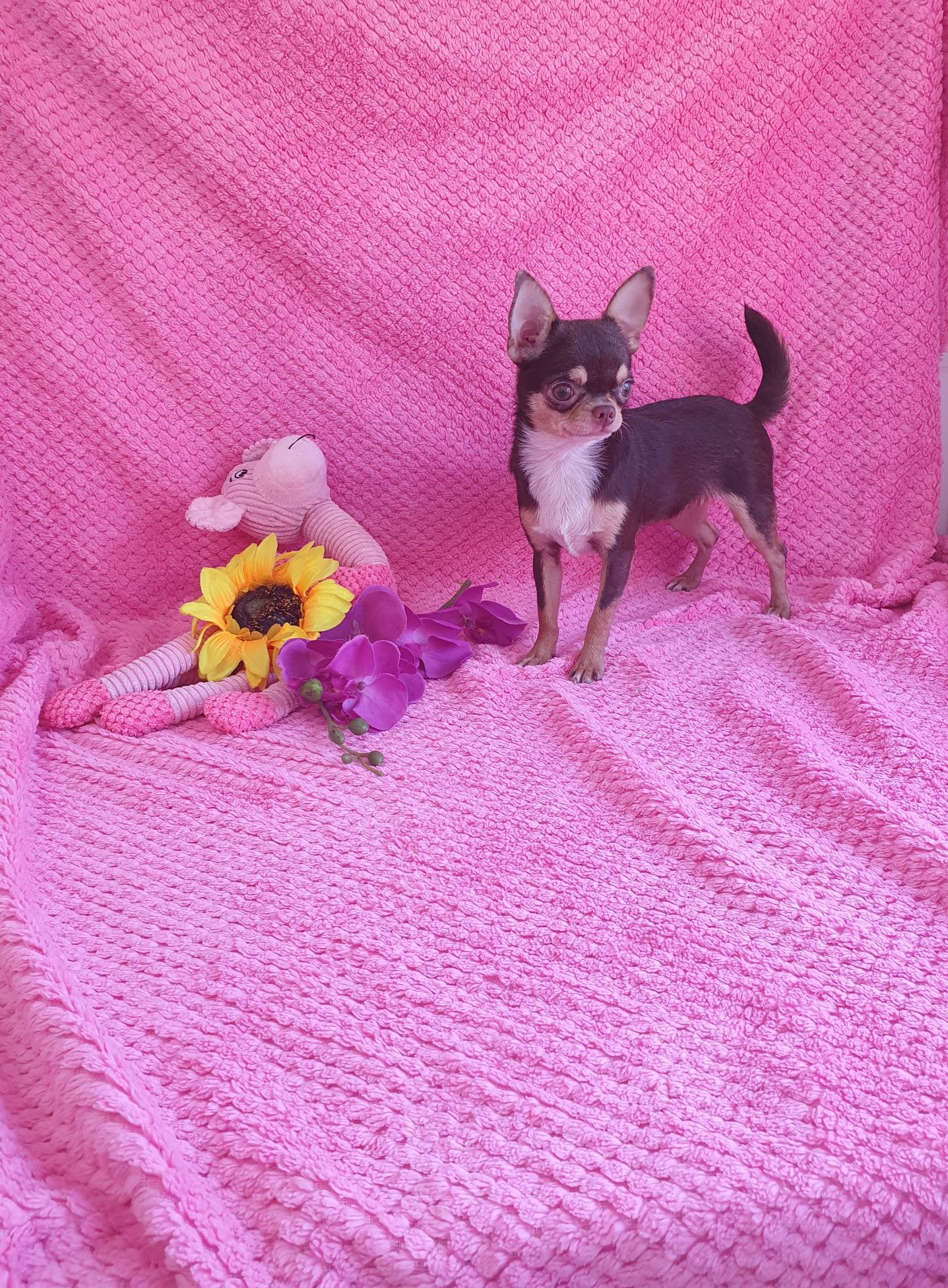 Chihuahua miniatura maravilhosa