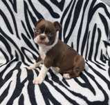 Boston Terrier czekoladowy piesek.