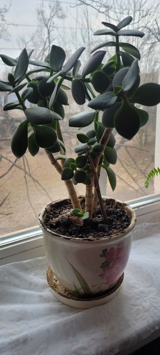 Продам грошове дерево