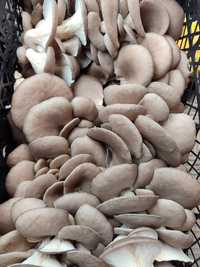 Продам грибы вешенка