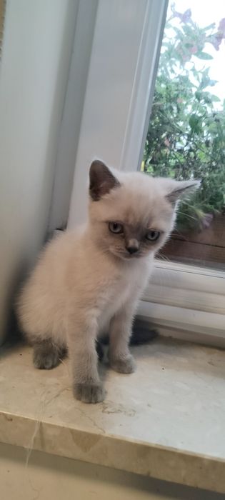 Kotka Brytyjska kolor point Lucy kocięta koty
