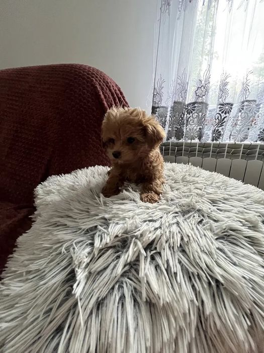 Міні Мальтипу ВИГІДНО‼️Є в різних окрасах Мальтипу f1 Мальтипу f2