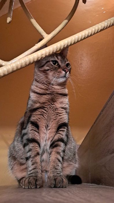 Piękna i łagodna Mela czeka na dom