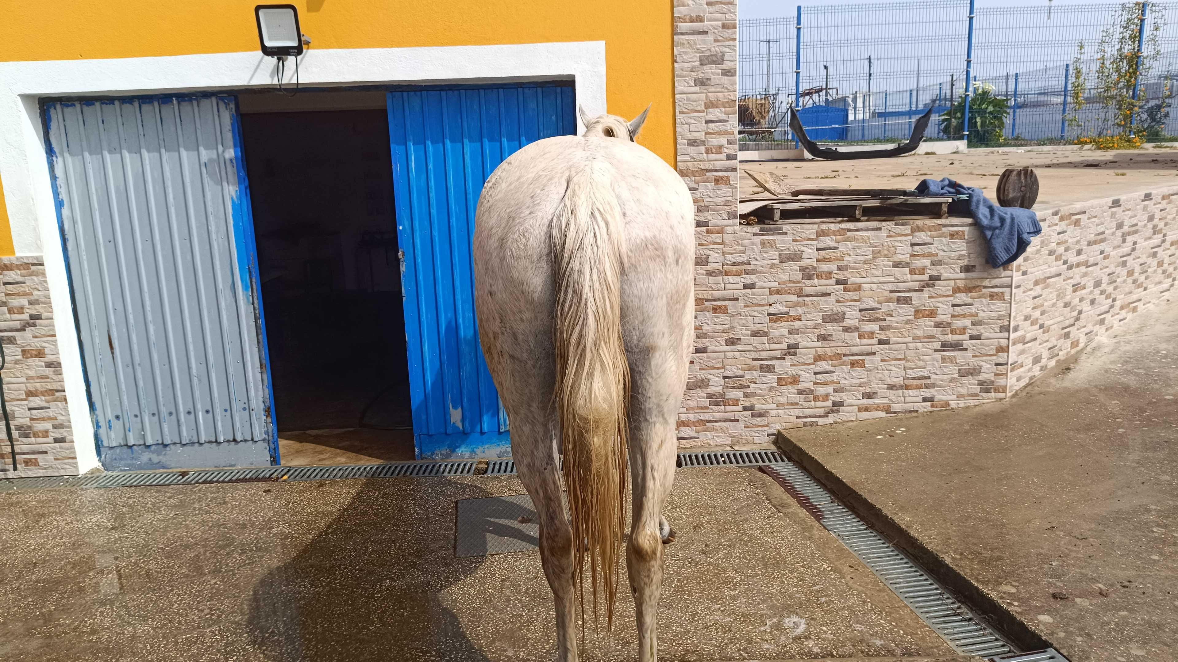 Vendo 2 éguas valentes