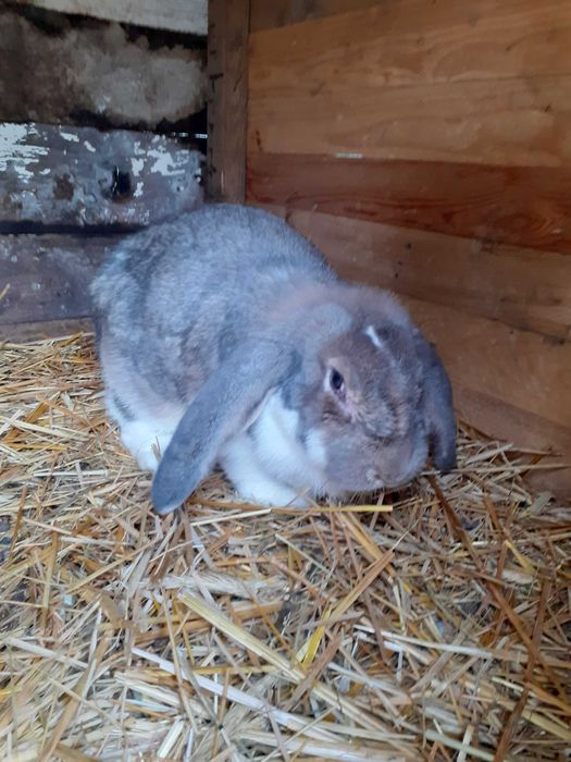 Sprzedam samicę b.f