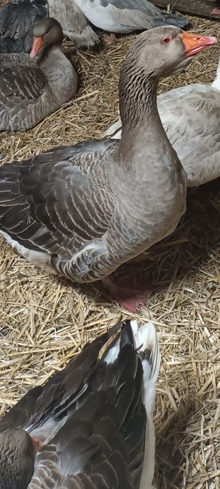 Sprzedam Parę Gęsi Landes