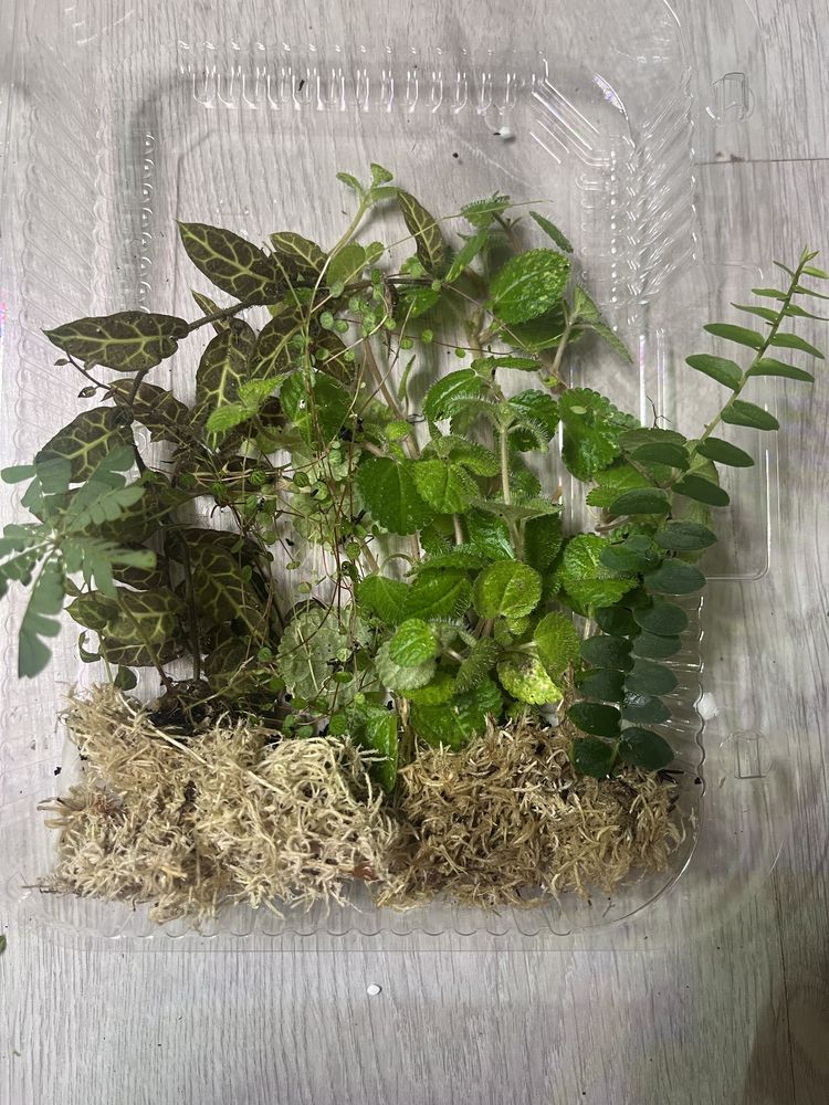 Rośliny tropikalne do terrarium i paludarium marcgravia,solanum i inne