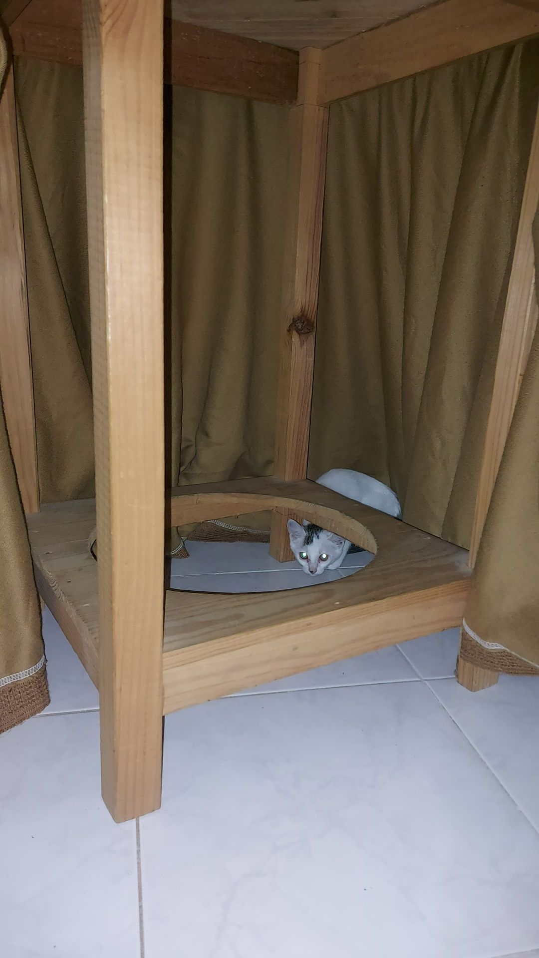 2 gatinhas lindas para adotar