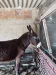 Burro para venda