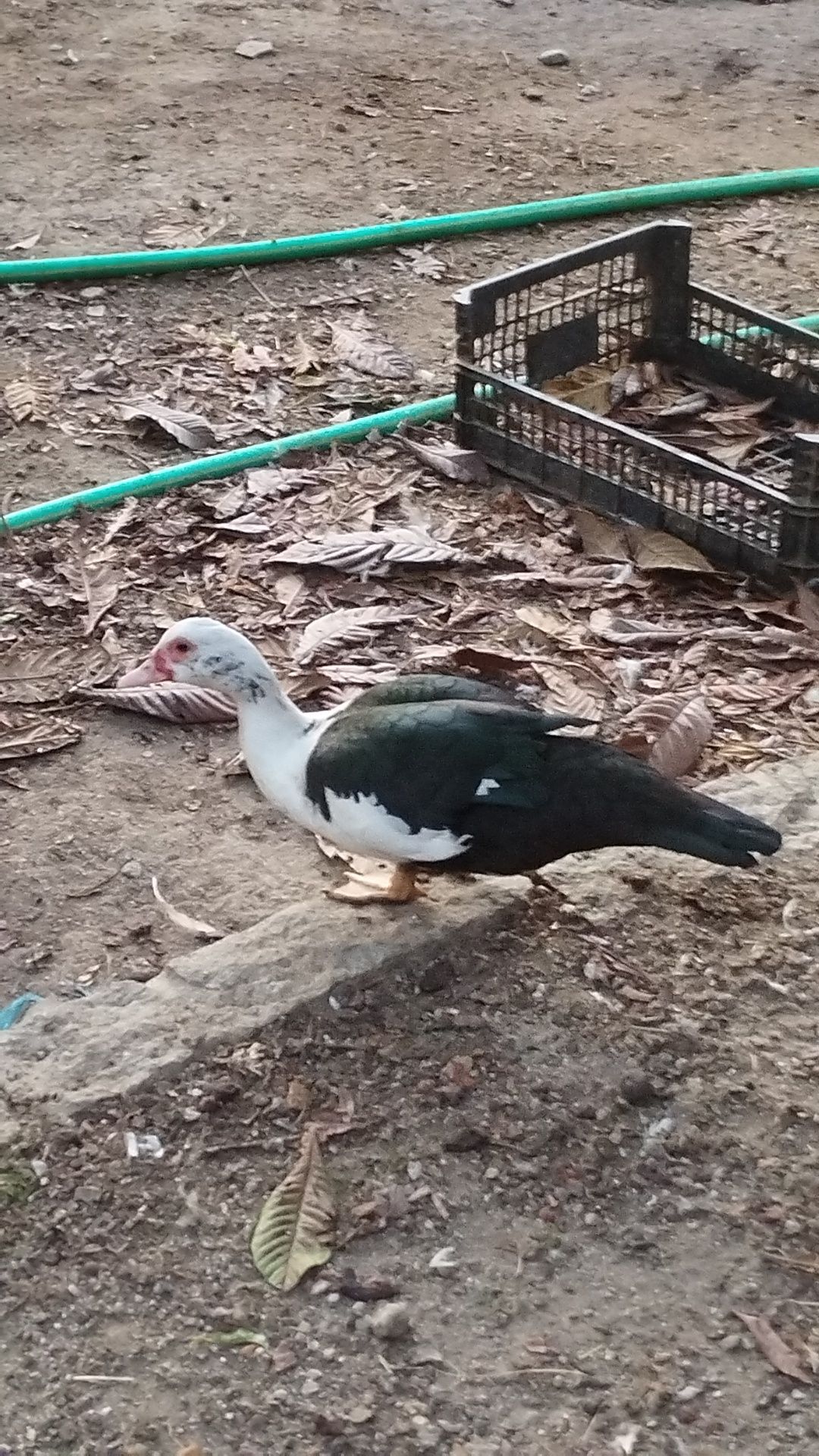 Vendo 1 pato e 2 patas