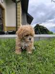 Maltipoo suczka szczeniak