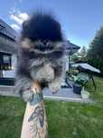 Szpic miniaturowy pomeranian chlopiec