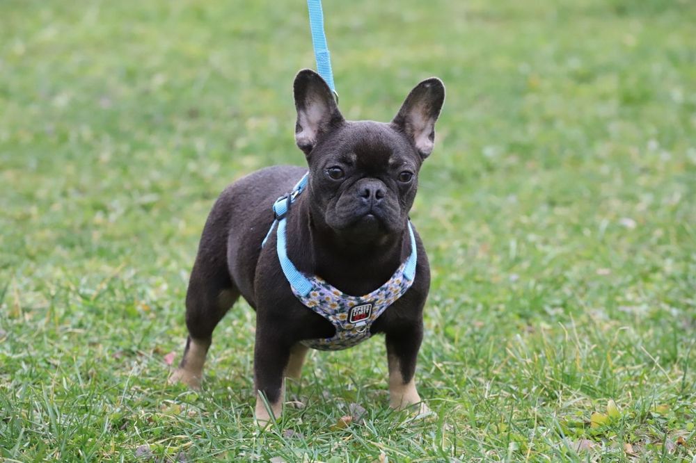 Голубо- подпалая девочка французского бульдога