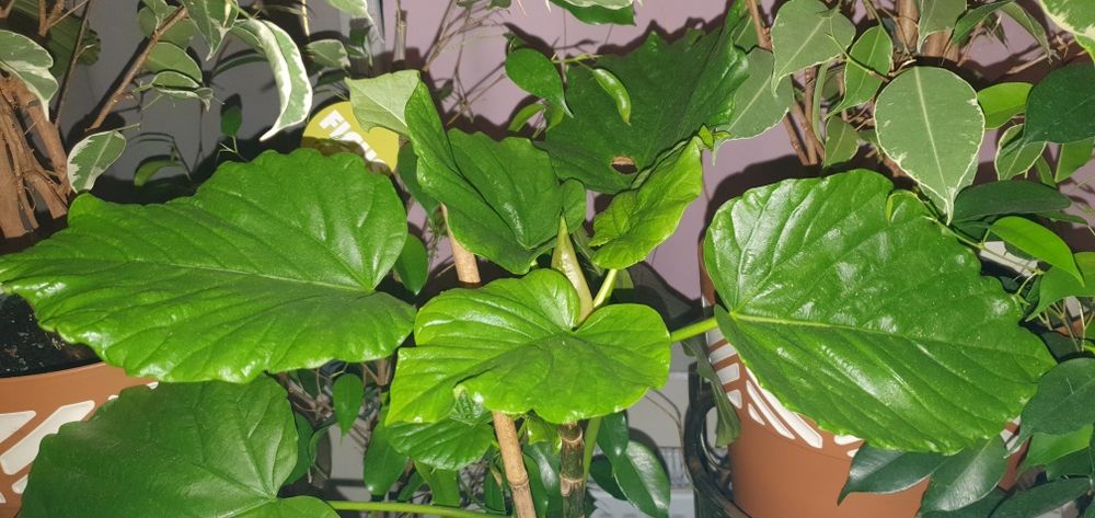 Продам Фікус Умберлата Ficus Umberlata