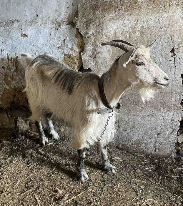 Продам 3 кози, 1 цапа