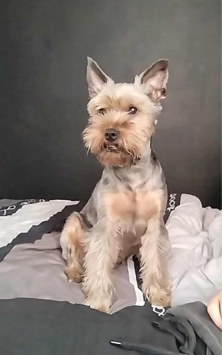 York yorkshire terrier terier pinczer szpic west szkocki border
