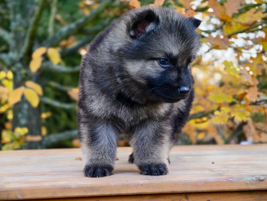 OWCZAREK STARONIEMIECKI Piękna Srebrna suczka po zdrowych rodzicach